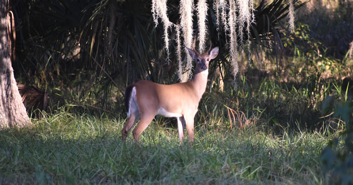 Florida Hunting Lease Considerations Saunders Ralston Dantzler